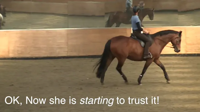 Connection With The Reins: Poll Flexi...