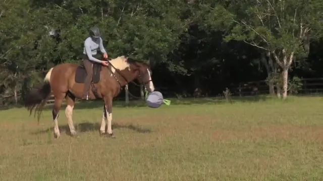 More Silly Horse Tricks - Aug 2021
