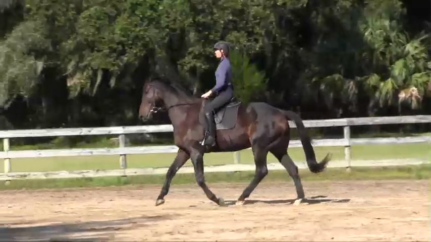 Energize Your Canter Departs - Nov 2018