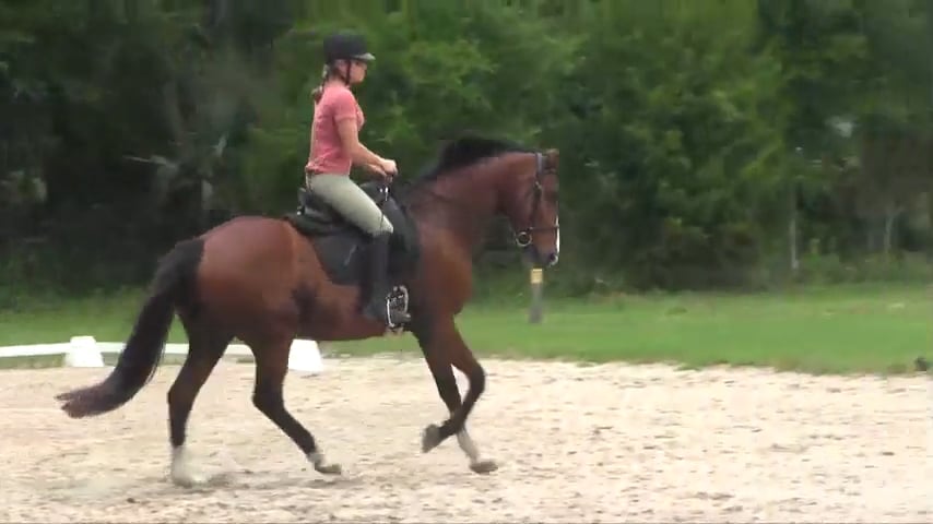 Improving a Horse That Prefers One Lead at Canter - June 2015