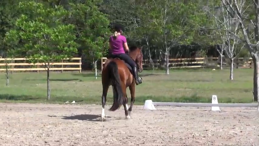 Shoulder In and Haunches In on a Square - Sept 2017