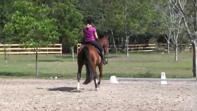 Shoulder In and Haunches In on a Squa...