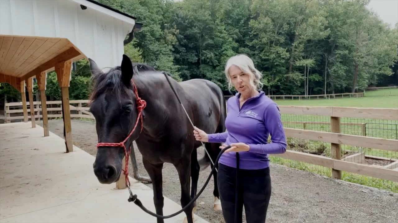 Equine Tapping with Shawna Lewis - Sept 2022