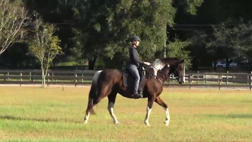 Rider Tip For Collected Walk - Oct 2018