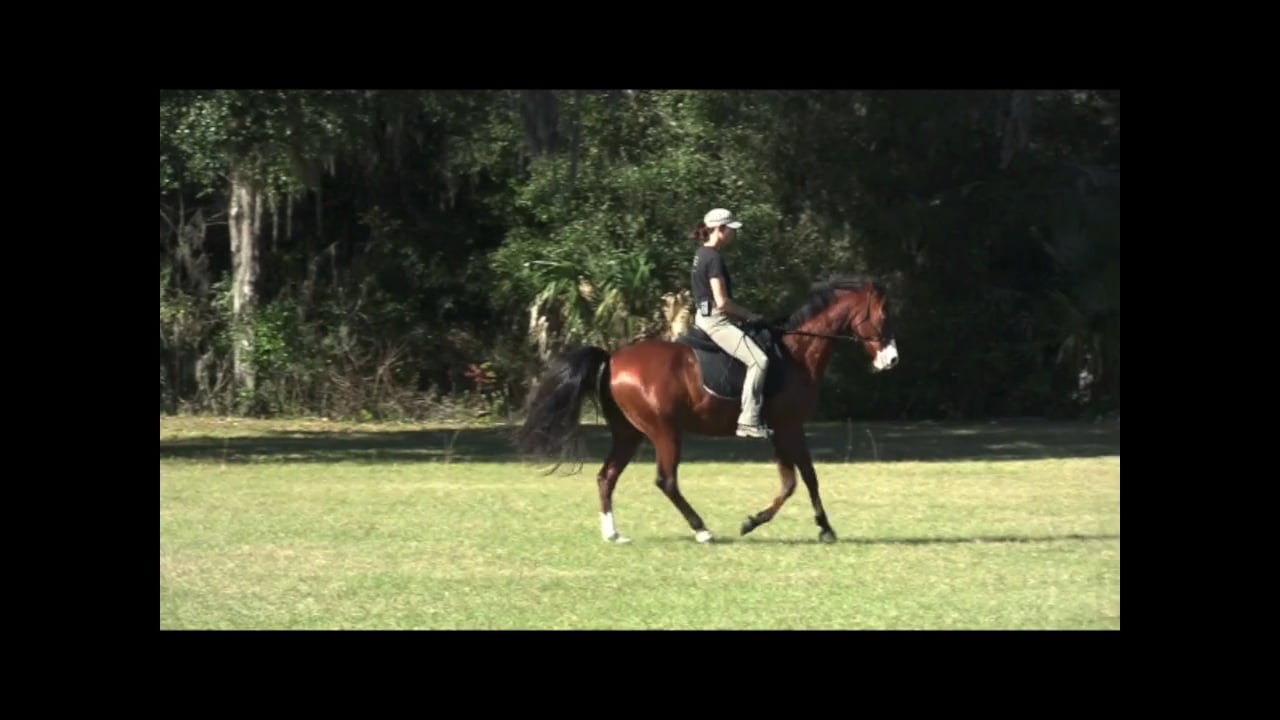 Developing Canter Pirouettes with Jedi - Jan 2012