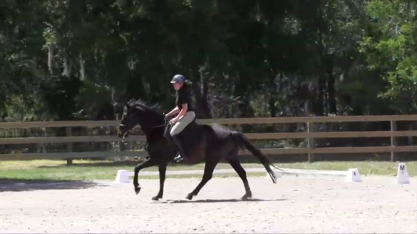 Maintaining Canter - June 2017