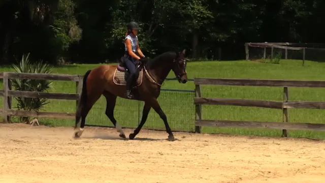 Helping A Horse Reach Into The Contac...