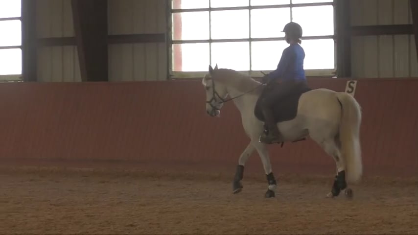 Improving Collectibility With Walk - Canter Transitions - June 2021