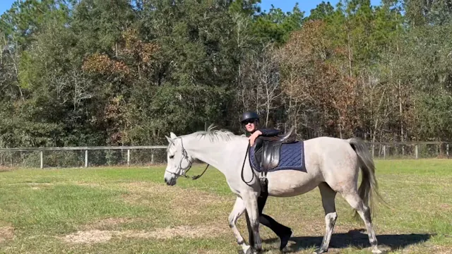 Preparation Of Young Horse For First ...
