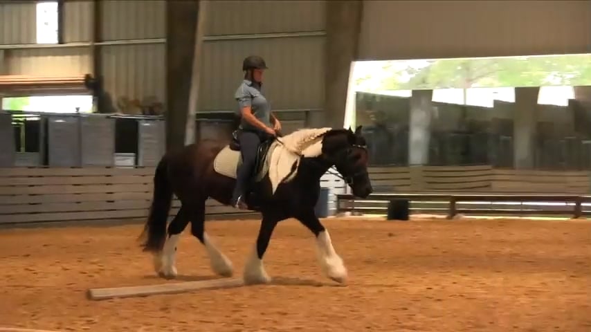 Foundational Impulsion Sttrategies For Horses Who Go Too Fast - May 2019