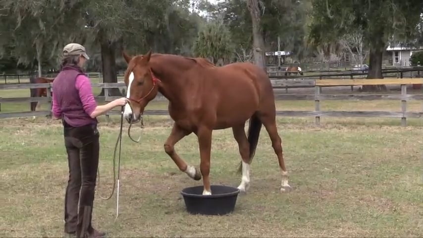 Teaching Back Feet In The Tub - Feb 2019