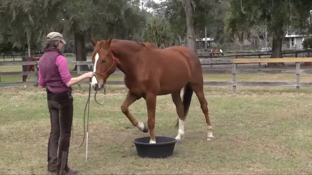 Teaching Back Feet In The Tub - Feb 2019