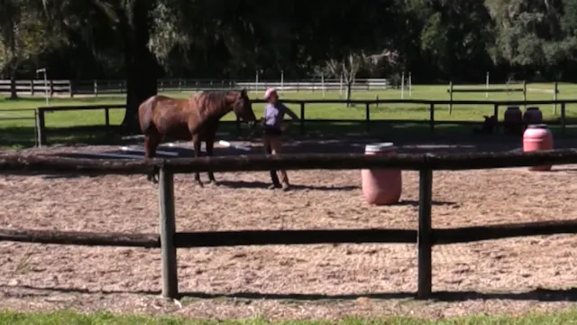 Your Horse Gets To Choose A Liberty G...