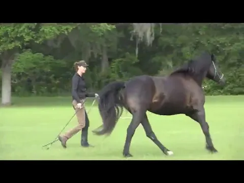Creating Relaxed Canter Departs - Jun...