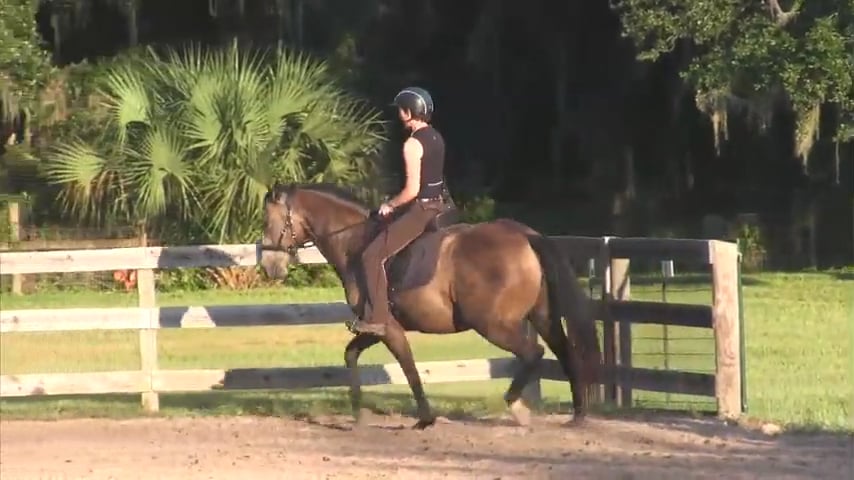 Working Gaits Solana - Oct 2014