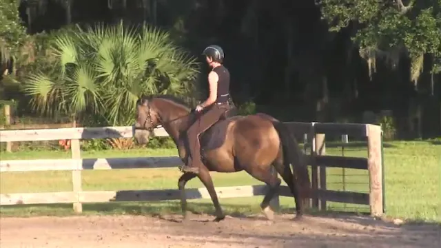 Working Gaits Solana - Oct 2014