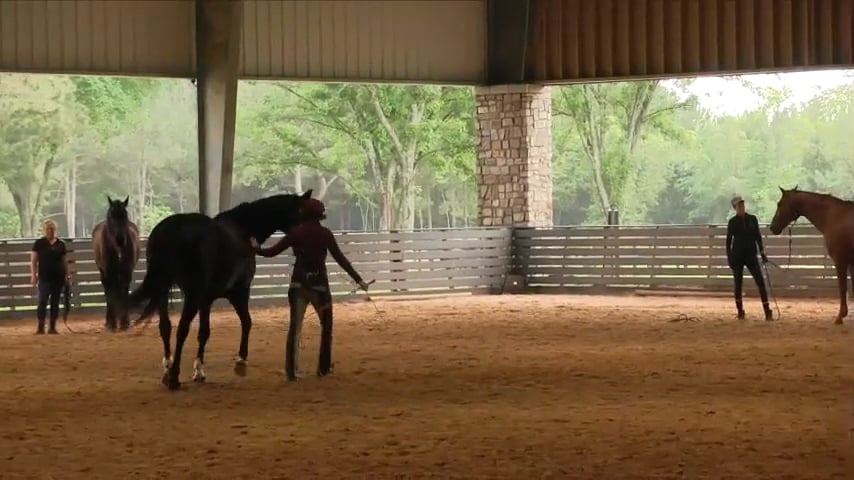 Moving Massage With 2 Horses (For Attention and Freedom) May 2019