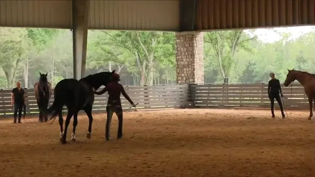 Moving Massage With 2 Horses (For Att...