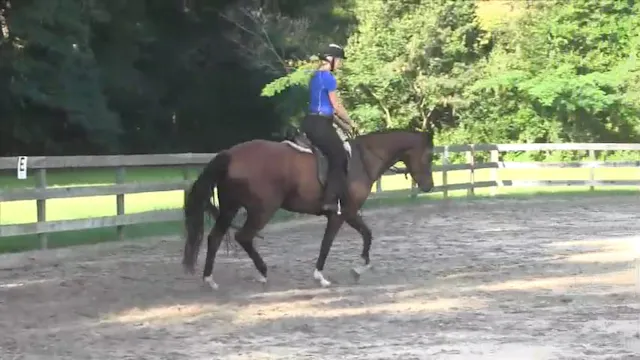 First Thoughts about the Reins Phoebe...