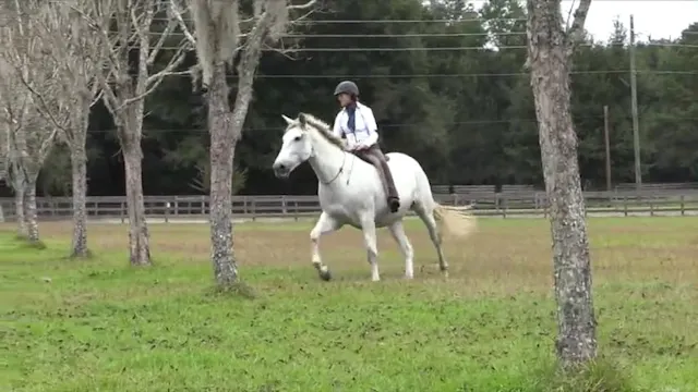 Basic Riding With No Reins In The Ope...
