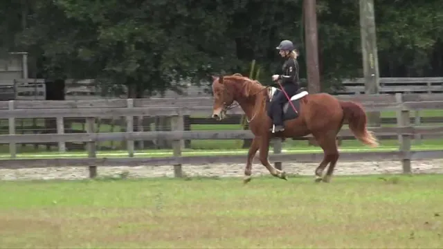 Creating Self Carriage At The Canter ...