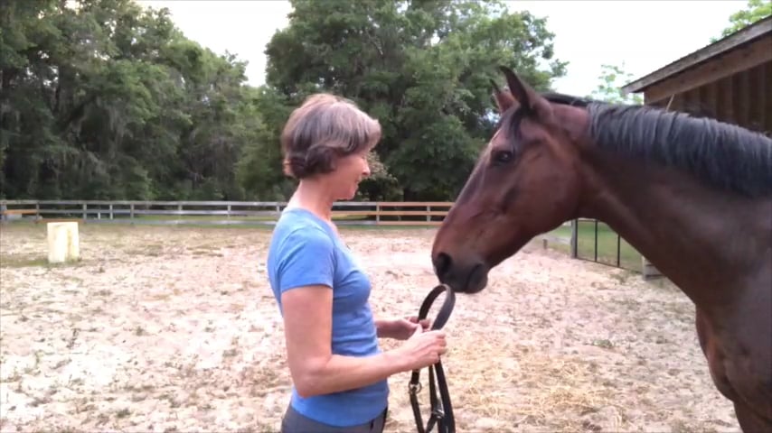 Bridling in Partnership with Victor - Aug 2018