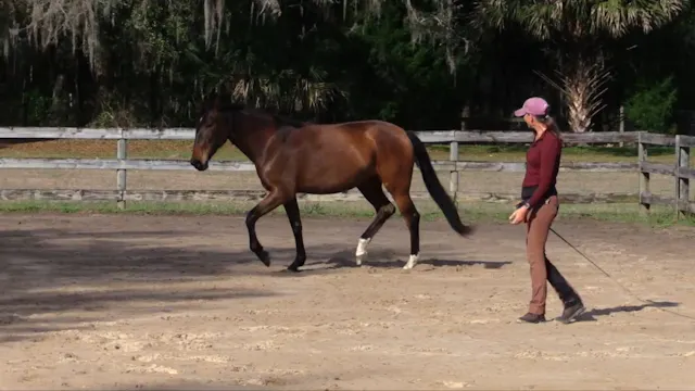 Young Horse Session Quora: On Line & ...