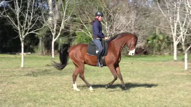 Lateral work, flying changes & piaffe...