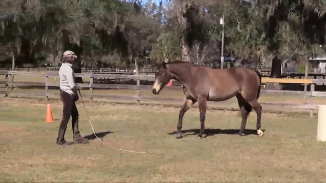 Silly Horse Tricks - Feb 2019