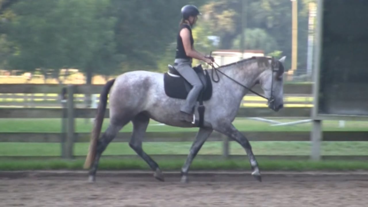 Natilla Sweet Spot of the Working Gaits - September 2013