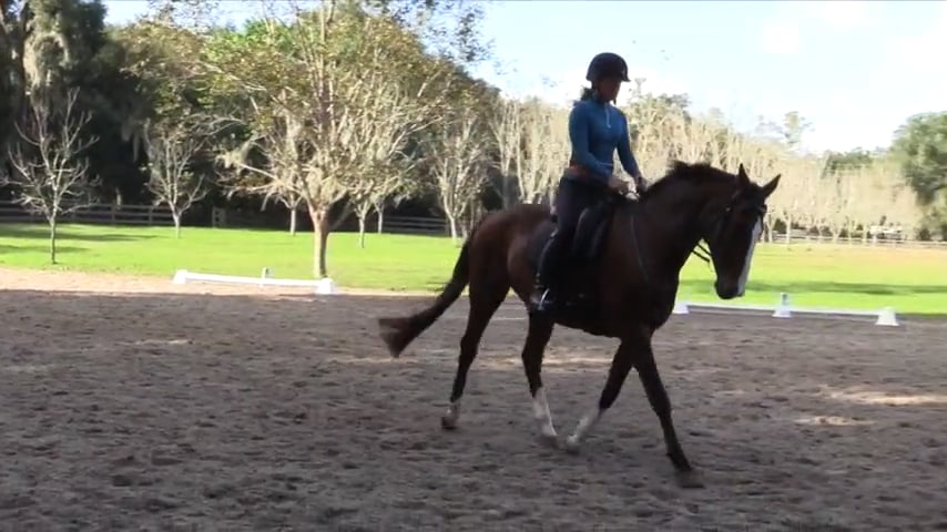2 Ways To Ride A Serpentine - Developing Counter Canter - Feb 2020