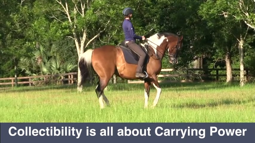 Collectibility Box Square Turns & Transitions - March 2019