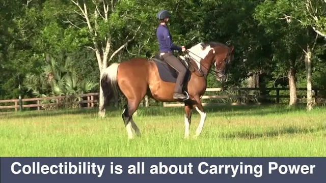 Collectibility Box Square Turns & Tra...