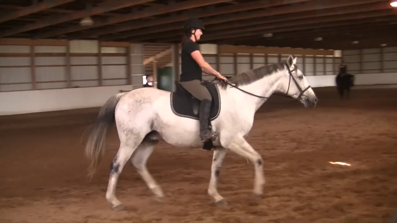 Connection With Reins Horse With Unsteady Head - Feb 2013