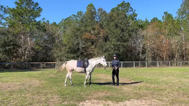 Preparation Of Young Horse For First ...