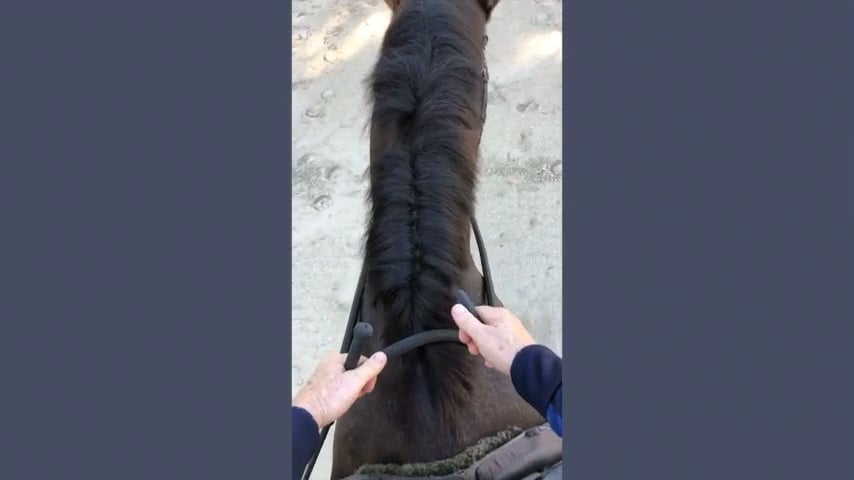 Riders Eye View:  Holding the Reins - Oct 2018