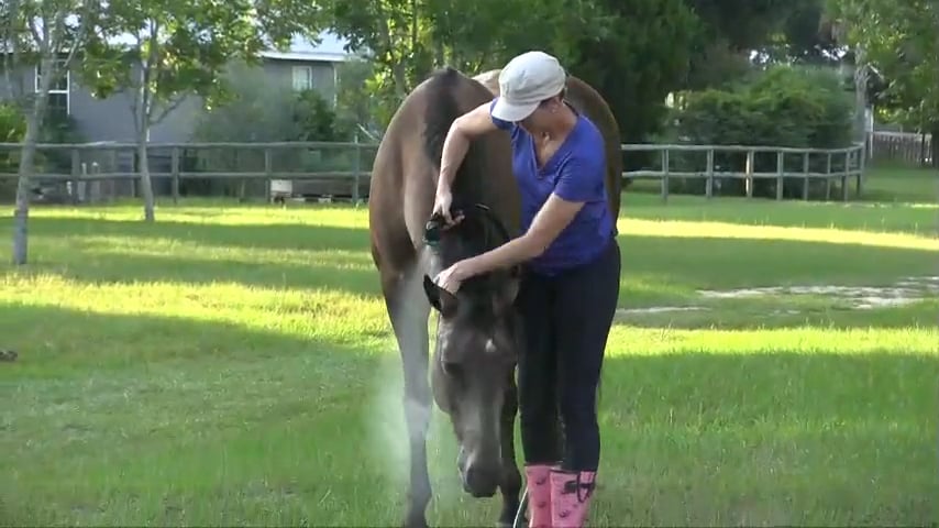Washing Your Horse's Face in Partnership - Aug 2016