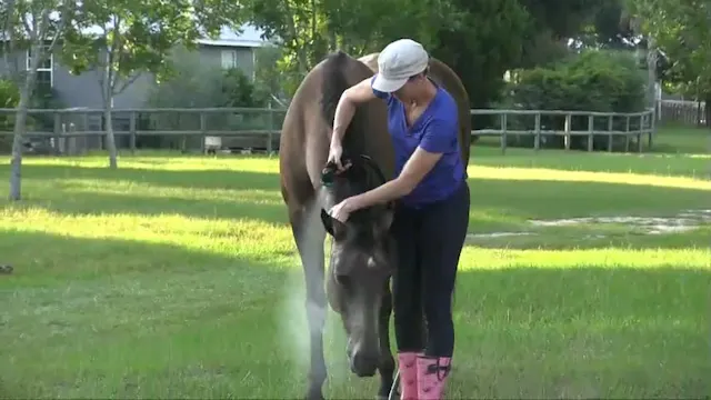 Washing Your Horse's Face in Partners...