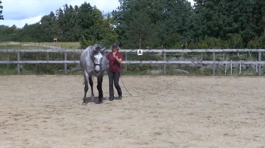 Long Reins Beginning Shoulder In and Leg Yield with Ewa Angantyr - Sep 2016