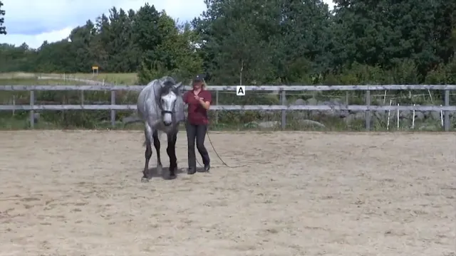 Long Reins Beginning Shoulder In and ...