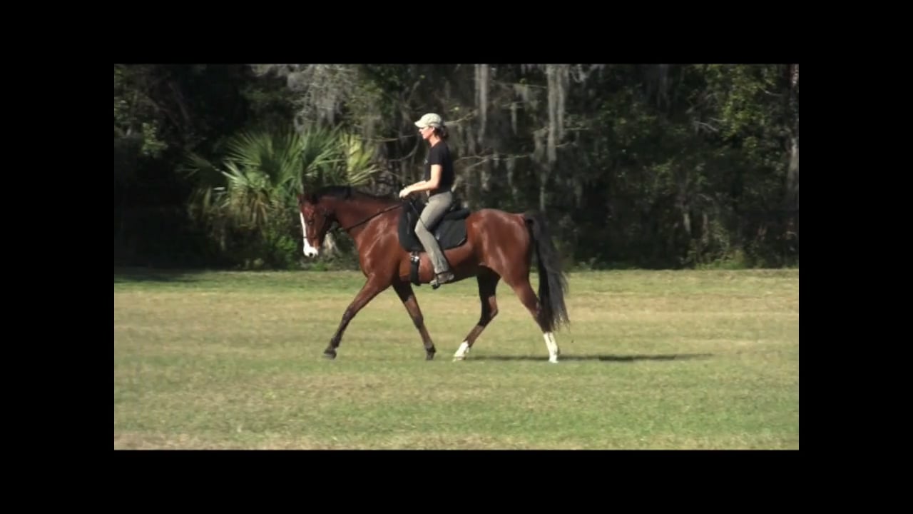 Canter Pirrouettes Warm Up - Jan 2012