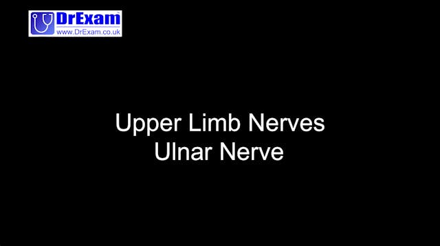 Upper Limb - Ulnar Nerve