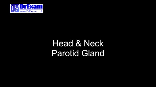 Head & Neck - Parotid Gland