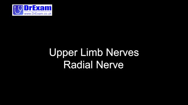 Upper Limb - Radial Nerve