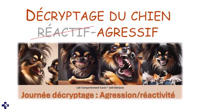 agression.chien.décryptage.Partie.1.bande