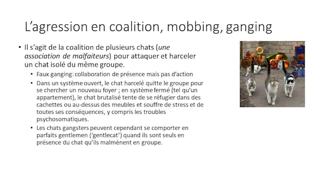 24 agression ganging