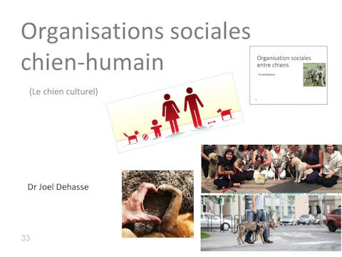 FCCC-3.12-Organisation sociale humain-chien