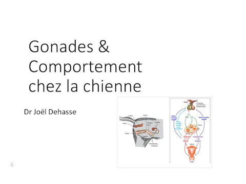 fccc5.13 - Gonades femelles