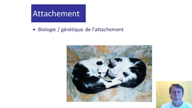 11 social attachement
