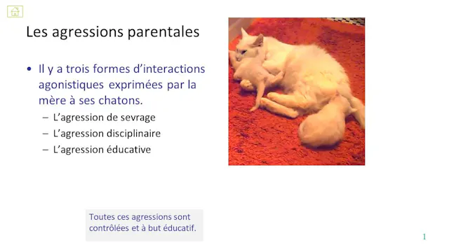 19 agression parentale